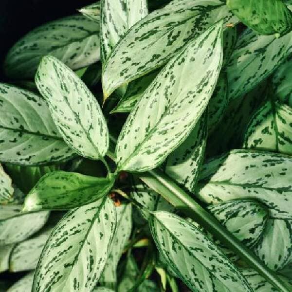 aglaonema seed pods Silver Queen Chinese Evergreen Plant - Aglaonema