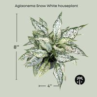 Aglaonema Snow White Houseplant Elegant and Low Maintenance 6" Container