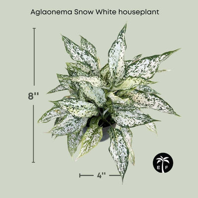 Aglaonema Snow White Houseplant Elegant and Low Maintenance 6