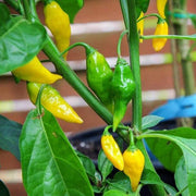Aji Gold (Limon) Pepper Seeds, Central American Garden Vegetables