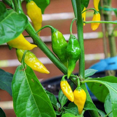 Aji Gold (Limon) Pepper Seeds, Central American Garden Vegetables