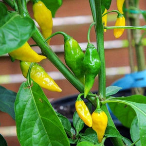 Aji Gold (Limon) Pepper Seeds, Central American Garden Vegetables