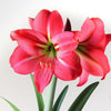 Amaryllis - Pink Flush 1 Bulb By Easy To Grow Bulbs