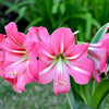 Amaryllis - Pink Flush 1 Bulb By Easy To Grow Bulbs