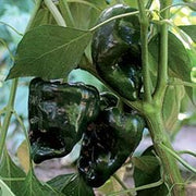 Ancho Gigantea Pepper Seeds, Mild Poblano Chiles Garden Vegetables