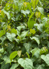 Bixa orellana - Annatto Achiote Shrub / Tree - Live Plant