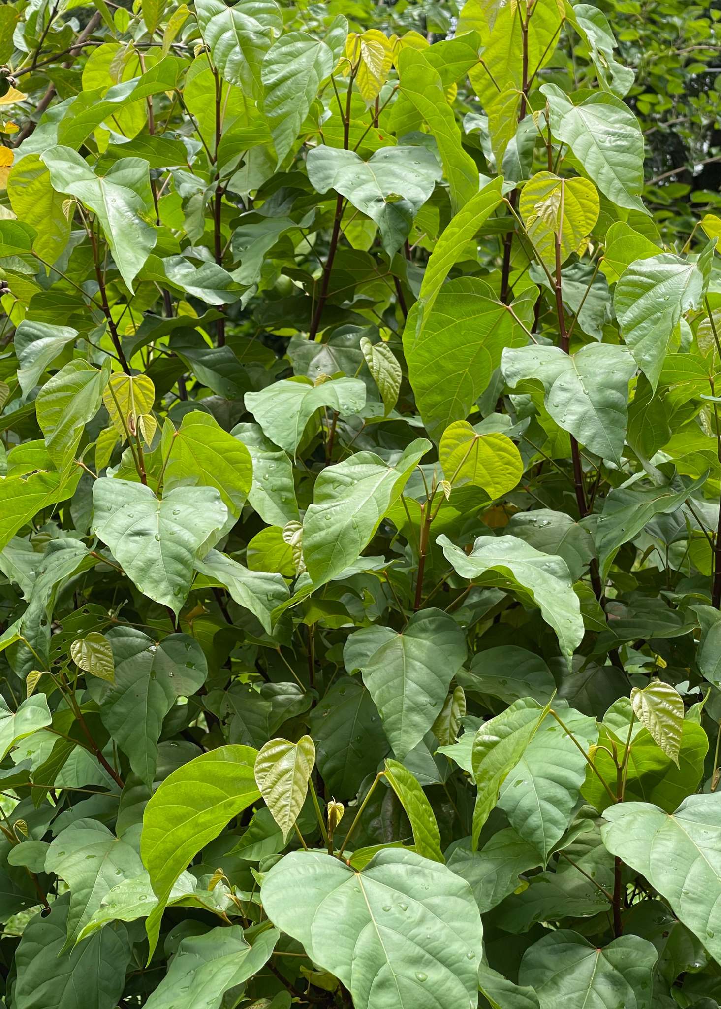 Bixa orellana - Annatto Achiote Shrub / Tree - Live Plant | The Plant ...