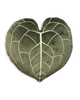 Anthurium Clarinervium 17" Plant Leaf Pillow- Khaki