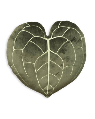 Anthurium Clarinervium 17