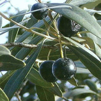 Arbequina Olive Tree, Semi-Dwarf Live Plant