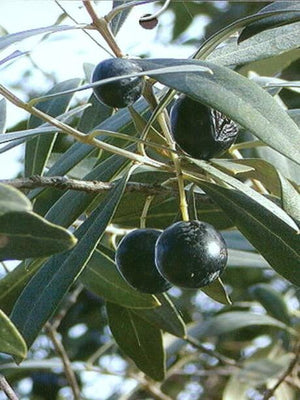 Olea europaea 'Coratina' Olive Tree, Semi-Dwarf Live Fruit Plant