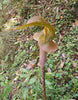 Arisaema Nepenthoides 5 Seeds, Jack In The Pulpit Cobra Lily
