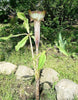 Arisaema Nepenthoides 5 Seeds, Jack In The Pulpit Cobra Lily