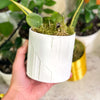 Art Deco Tower Planter In Many Colors & Sizes