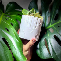 Art Deco Tower Planter In Many Colors & Sizes