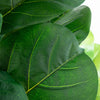 6’ Artificial Giant Leaf Fiddle Leaf Fig Tree in Decorative Planter with Real Touch Leaves