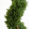 6' Artificial Cedar Spiral Silk Tree (In-door/Out-door)