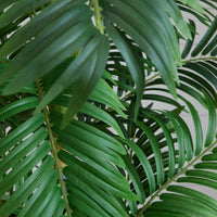 6’ Curvy Parlor Artificial Palm Silk Tree