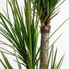 64” Yucca Artificial Tree in Sand Colored Planter