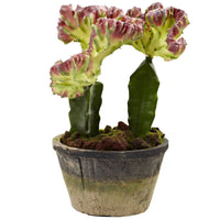 Artificial Colorful Cactus Gardens (Set of 2)