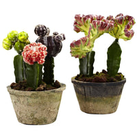 Artificial Colorful Cactus Gardens (Set of 2)