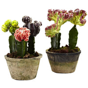 Artificial Colorful Cactus Gardens (Set of 2)