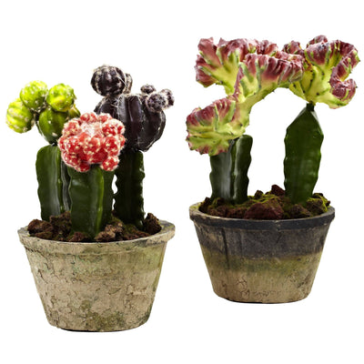 Artificial Colorful Cactus Gardens (Set of 2)