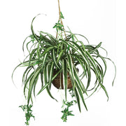 Artificial Spider Hanging Basket Silk Plant