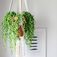 String of Pearl Artificial Plant Hanging Basket
