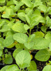 Withania somnifera, Ashwagandha Herb - Live Plant