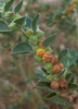 Withania somnifera, Ashwagandha Herb - Live Plant