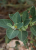 Withania somnifera, Ashwagandha Herb - Live Plant