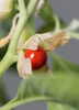 Withania somnifera, Ashwagandha Herb - Live Plant
