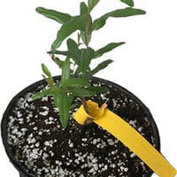 Punica granatum 'Azadi' Pomegranate Live Tree