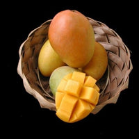 Mangifera indica 'Glenn' Mango Tree, Grafted Live Fruit Plant