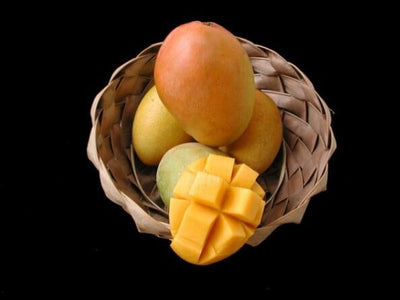 Mangifera indica 'Glenn' Mango Tree, Grafted Live Fruit Plant