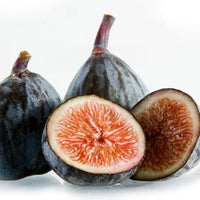 Ficus carica "Beer's Black" Dwarf Fig, Live Tree