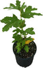 Ficus carica "Beer's Black" Dwarf Fig, Live Tree