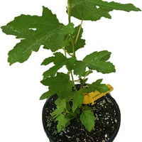 Ficus carica "Beer's Black" Dwarf Fig, Live Tree