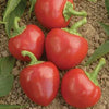 Big Bomb Pepper Seeds, Medium Hot Hybrid Garden Vegetables