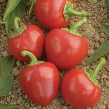 Big Bomb Pepper Seeds, Medium Hot Hybrid Garden Vegetables