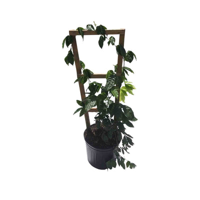 Black Pepper Premium Live Plant