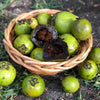 Diospyros nigra, Black Sapote Bernicker Tree, Chocolate Pudding Fruit Live Grafted Plant