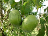 Diospyros nigra, Black Sapote Tree 'Wilson' Chocolate Pudding Fruit - Live Grafted Plant