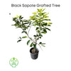 Diospyros nigra, Black Sapote Tree Reineke [Merida] Chocolate Pudding Fruit - Live Grafted Plant