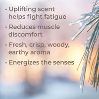 Black Spruce Essential Oil By Plant Therapy