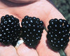 Rubus fruticosus 'Apache' Blackberry Vine, Thornless Live Fruit Plant