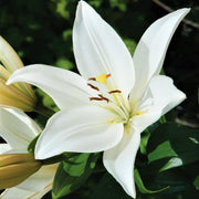 Lilium 3 Bulbs - Asiatic Lily Bright Diamond By Easy To Grow Bulbs