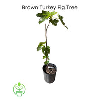 Brown Turkey Fig Tree, Dwarf live Plant