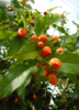 Bunchosia argentea, Peanut Butter Fruit Tree - Live Plant